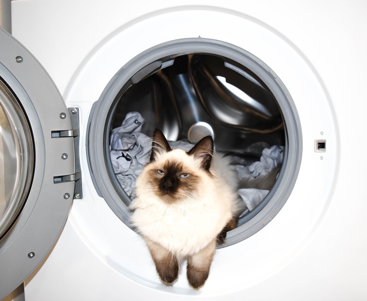 kot w bębnie pralki